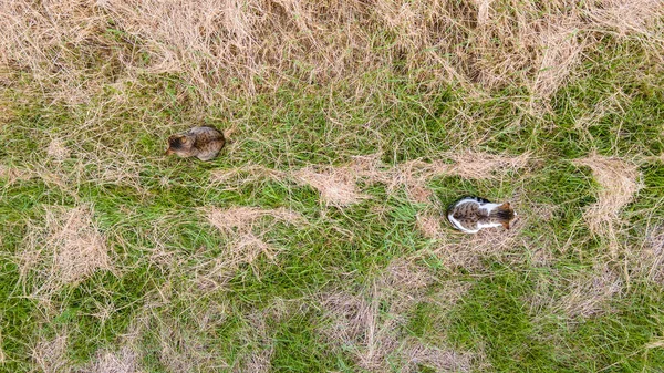 Sevimli Kedi Bir Tarlada Oturmuş Üzerlerinde Drone Uçuşuyor — Stok fotoğraf