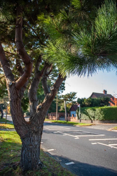Güneşli bir günde Worthing, West Sussex, İngiltere 'de yol kenarında yapayalnız bir ağaç..