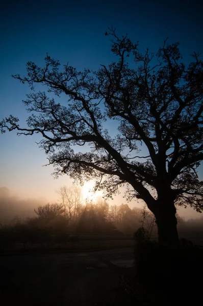 Alte Große Eiche Sonnenlicht Bei Sonnenuntergang Mit Klarem Himmel Und — Stockfoto