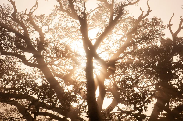 Alte Große Eiche Sonnenlicht Bei Sonnenuntergang Mit Klarem Himmel Und — Stockfoto