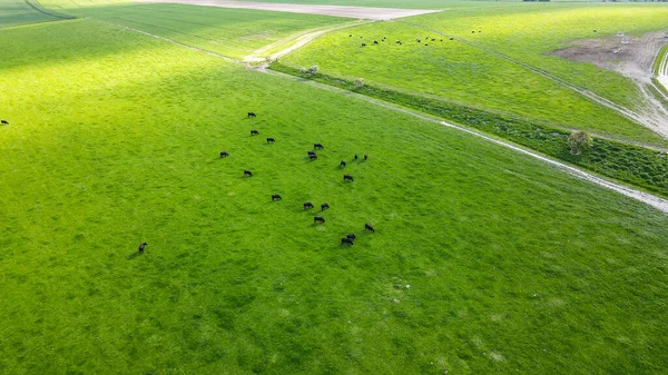 Luftaufnahme Von Rindern Auf Grünen Feldern Auf Dem Farmland West — Stockfoto