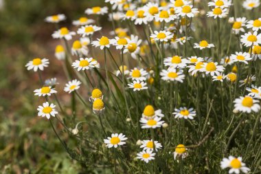 Beyaz papatya. Beyaz papatya güneş alan bir çalı.