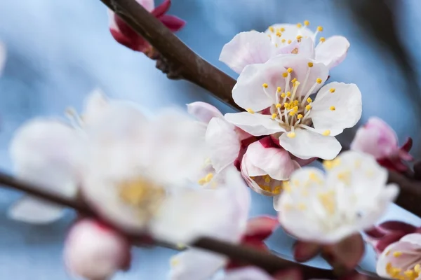 Frühjahrsblüte eines Apfelbaumes. Frühjahrsblüte der Kirsche. — Stockfoto