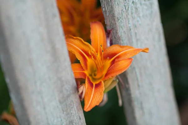 garden orange lily. orange lily. blossoming of a lily.