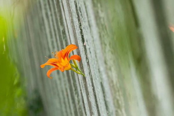 garden orange lily. orange lily. blossoming of a lily.