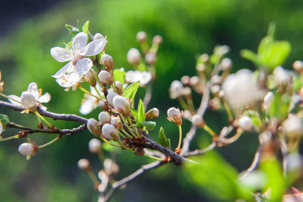 Bir elma ağacı çiçek bahar. Kiraz çiçek bahar.