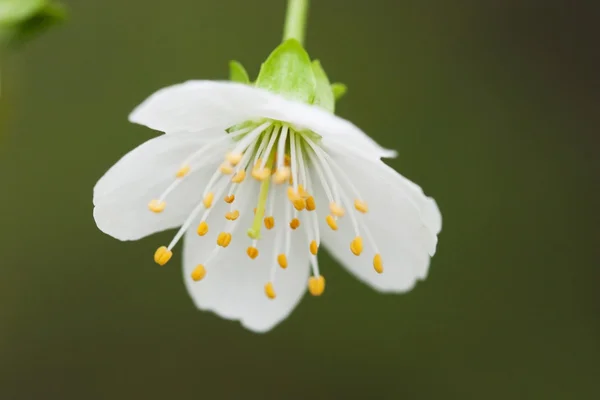 Frühjahrsblüte eines Apfelbaumes. Frühjahrsblüte der Kirsche. — Stockfoto