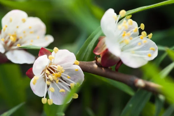 Frühjahrsblüte eines Apfelbaumes. Frühjahrsblüte der Kirsche. — Stockfoto