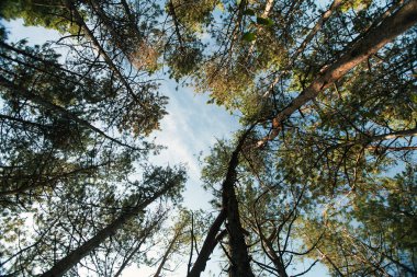 ağaçlar ve gökyüzünün en fazla. karışık ahşap. ahşap ve gökyüzü. alt