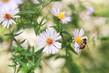 Papatyalar üzerinde oturan bumblebee. Bir yaban arısı yakın çekim.