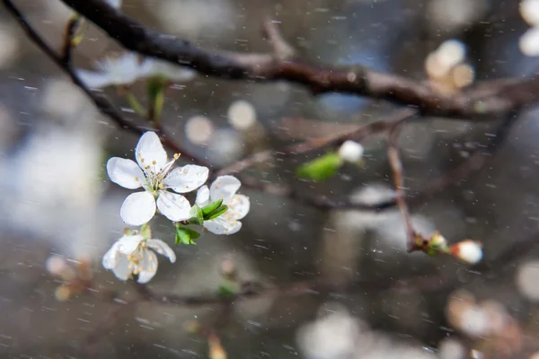 Frühjahrsblüte eines Apfelbaumes. Frühjahrsblüte der Kirsche. — Stockfoto