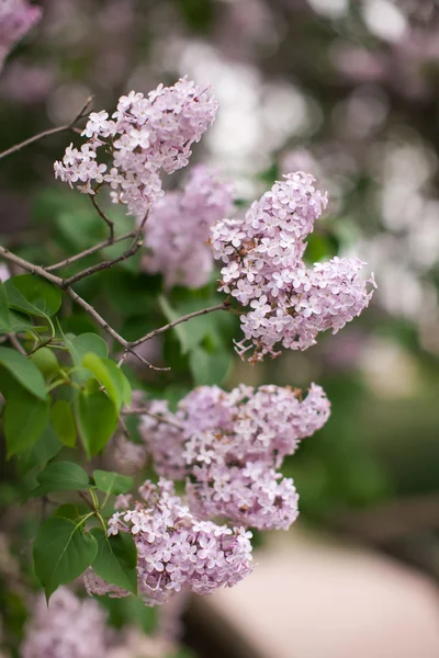 Leylak dalı. Bir leylak çiçek bahar. Lila bush.