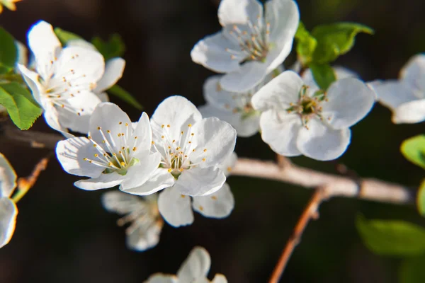 Frühjahrsblüte eines Apfelbaumes. Frühjahrsblüte der Kirsche. — Stockfoto