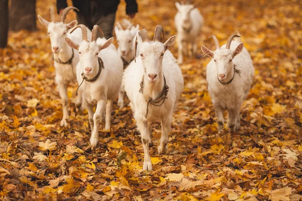 Herd of goats grazing in the forest — Stock Photo, Image