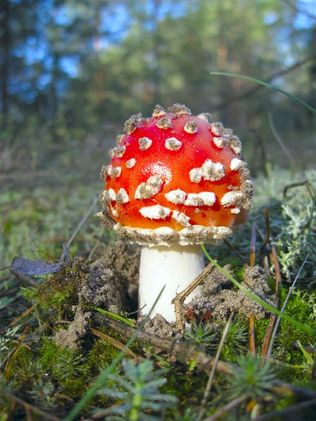 Efterår champignon Amanita - Stock-foto