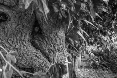 Ağaçlı doğa manzarası