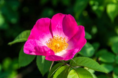 Sesto al Raghena, Cordvado, İtalya