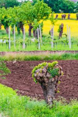 San Pelagio, İtalya kırsal kesimi