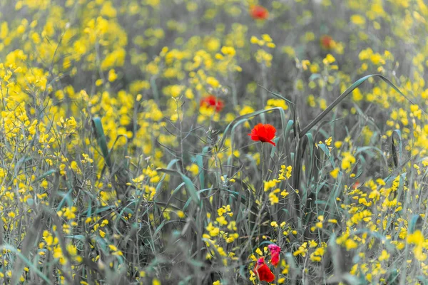 Beautiful Flowers Italy Close — Stock Photo, Image