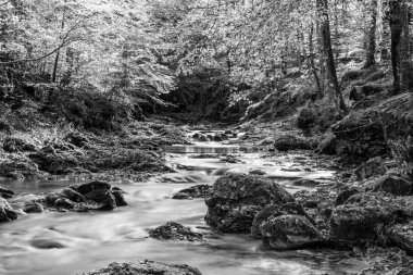 İtalya 'daki dağlık ormandan akan nehir.