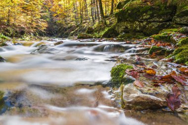 İtalya 'daki dağlık ormandan akan nehir.