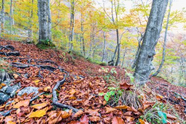 İtalya 'daki dağlık ormandan akan nehir.