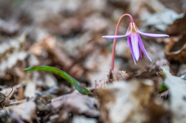 Çiçekleri kapatın.