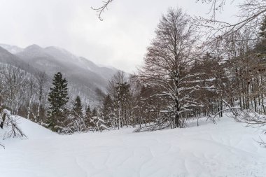 Karanlık ve karlı ormanın renkleri. Kar ve soğuk.
