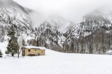 Karanlık ve karlı ormanın renkleri. Kar ve soğuk.