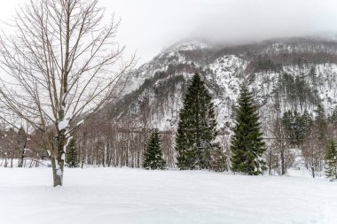 Karanlık ve karlı ormanın renkleri. Kar ve soğuk.