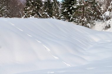 Karanlık ve karlı ormanın renkleri. Kar ve soğuk.