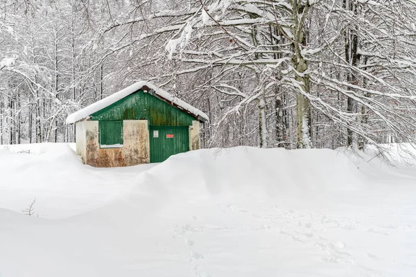 Dämmerung Und Farben Des Verschneiten Waldes Schnee Und Kälte — Stockfoto