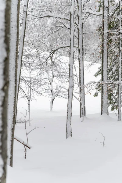 Dämmerung Und Farben Des Verschneiten Waldes Schnee Und Kälte — Stockfoto