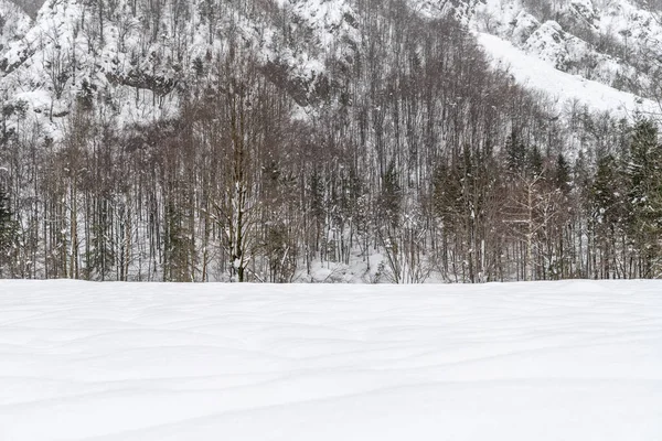 多雪的森林的暮色和色彩 冰天雪地 — 图库照片