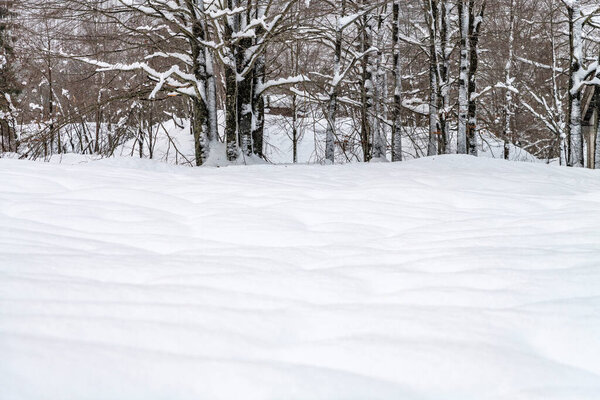 Dusk and colors of the snowy forest. Snow and cold.