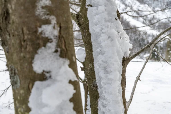 Schemering Kleuren Van Het Besneeuwde Bos Sneeuw Kou — Stockfoto