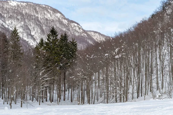 Dämmerung Und Farben Des Verschneiten Waldes Schnee Und Kälte — Stockfoto
