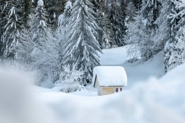 Kar yağdıktan sonra. Sappada 'da alacakaranlığın son ışıkları. Dolomitlerin Büyüsü