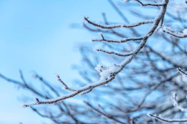 Kar yağdıktan sonra. Sappada 'da alacakaranlığın son ışıkları. Dolomitlerin Büyüsü