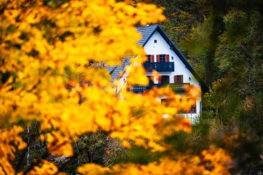 sarı ağaçları ile güzel sonbahar orman