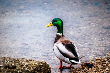 Suda tatlı ördek kuşu, yaklaş.