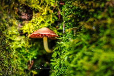 Yeşil yapraklı ağaçtaki mantarı kapat.