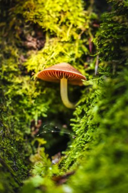 Ağaçtaki yeşil yapraklı küçük mantarı kapat.