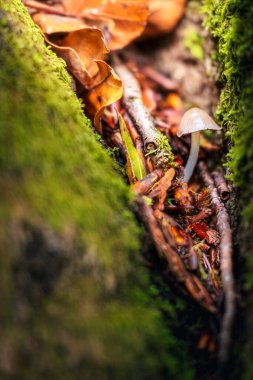 Yeşil yosunlu ağaçtaki mantarı kapat.