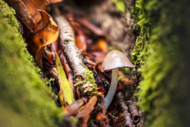 Ağaçtaki yosunlu küçük mantarı kapat.