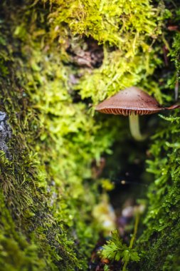 Ağaçtaki yeşil yapraklı küçük mantarı kapat.
