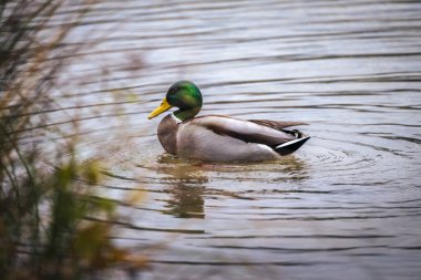 Suda tatlı ördek kuşu, yaklaş.