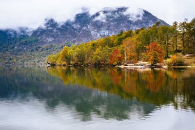 Güz manzarası ile güzel göl Bohinj ile Slovenia 'da ağaçlar