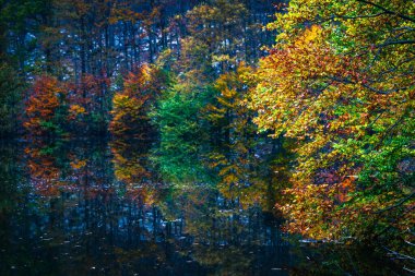 İtalya, Resia Valley 'de sonbahar. Göl kenarındaki ağaçlarla manzaralı.