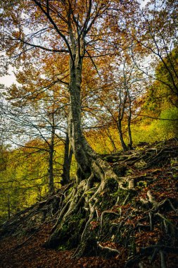 İtalya 'nın Resia Vadisi' ndeki sonbahar renkli ormanlarda kökeni ortaya çıkmış büyük bir ağaç.